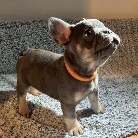 French Bulldog