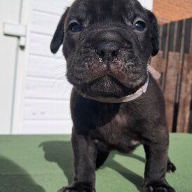 French Bulldog