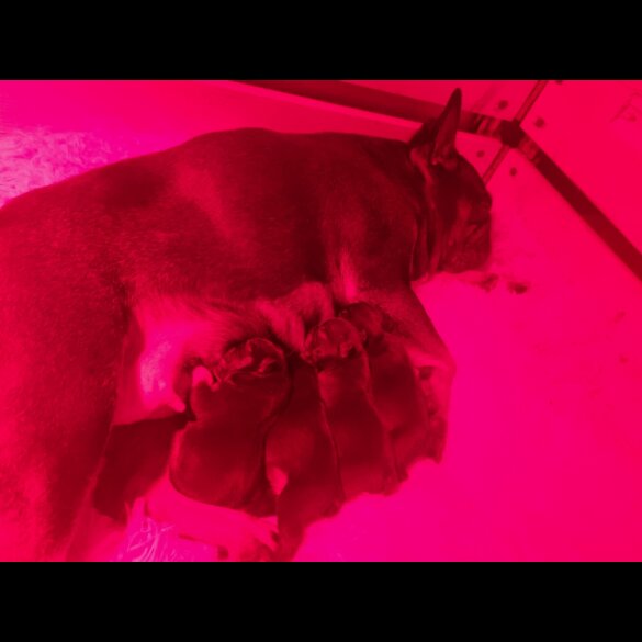 French Bulldog