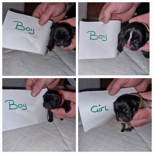French Bulldog
