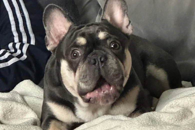 French Bulldog