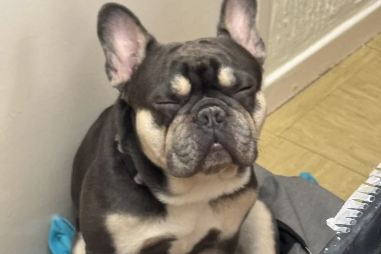 French Bulldog
