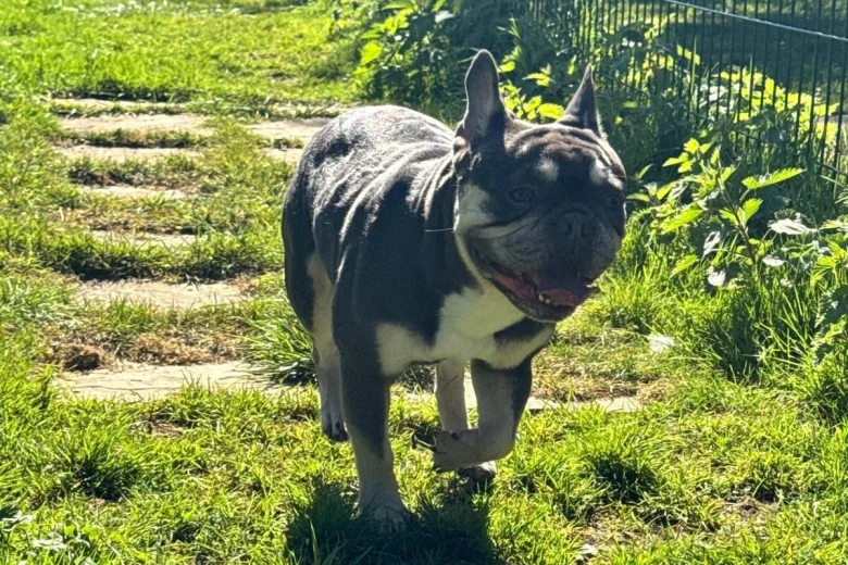 French Bulldog