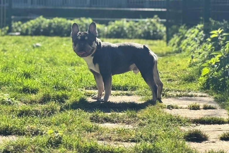 French Bulldog