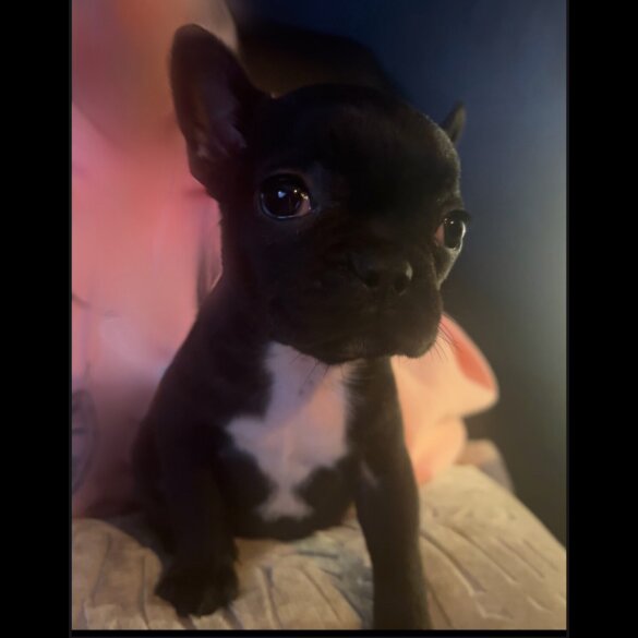French Bulldog