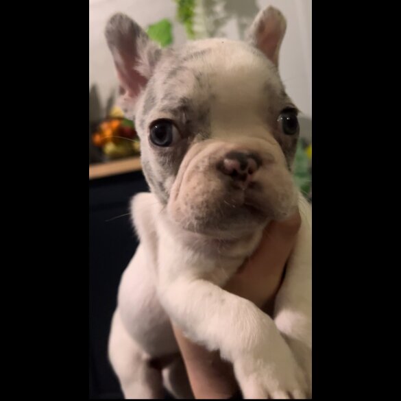 French Bulldog
