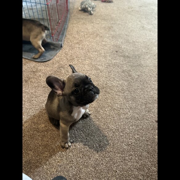 Mixed Breed
