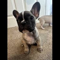 Mixed Breed