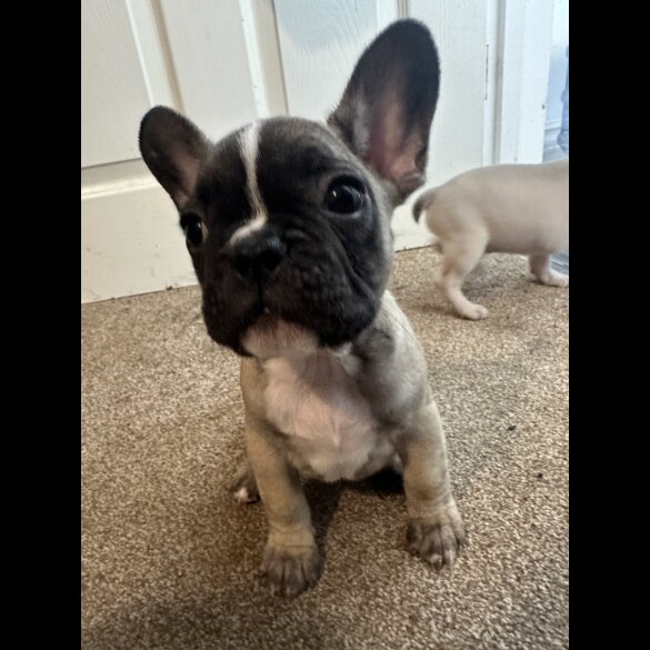 Mixed Breed