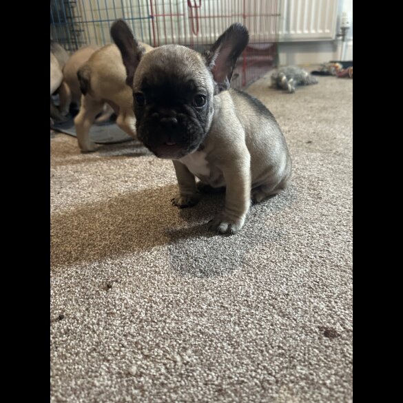 Mixed Breed