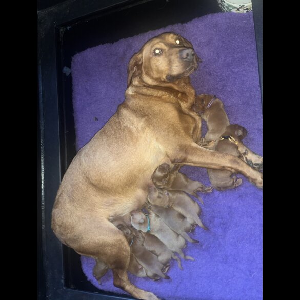 Labrador Retriever