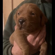 Labrador Retriever
