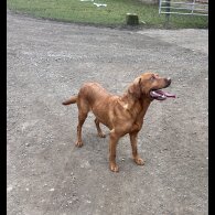 Labrador Retriever