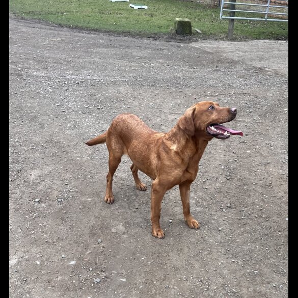 Labrador Retriever