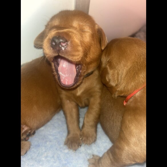 Labrador Retriever