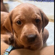 Labrador Retriever