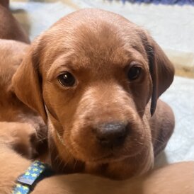 Labrador Retriever