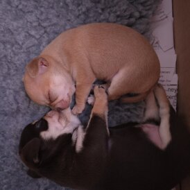 Chihuahua