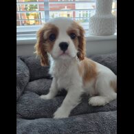 Cavalier King Charles Spaniel