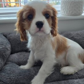 Cavalier King Charles Spaniel