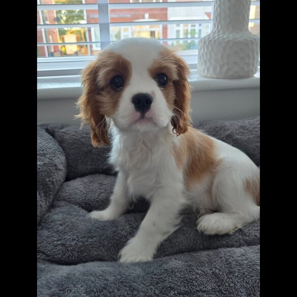 Cavalier King Charles Spaniel