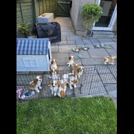 Cavalier King Charles Spaniel