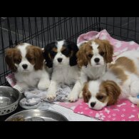 Cavalier King Charles Spaniel