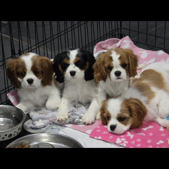 Cavalier King Charles Spaniel