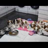 Cavalier King Charles Spaniel