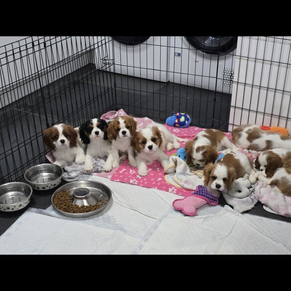 Cavalier King Charles Spaniel