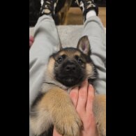 German Shepherd (Alsatian)