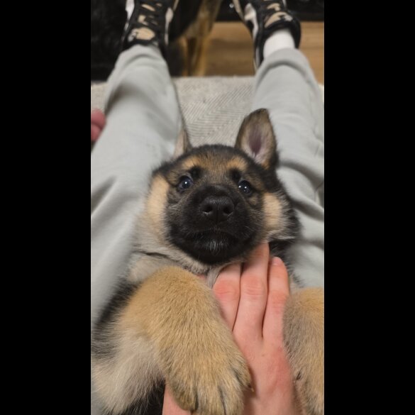 German Shepherd (Alsatian)