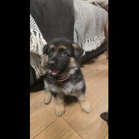 German Shepherd (Alsatian)