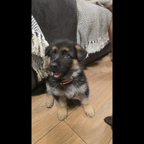 German Shepherd (Alsatian)