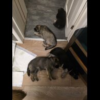 German Shepherd (Alsatian)