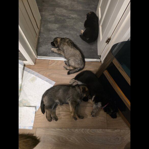 German Shepherd (Alsatian)