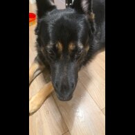 German Shepherd (Alsatian)