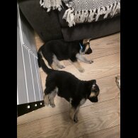 German Shepherd (Alsatian)