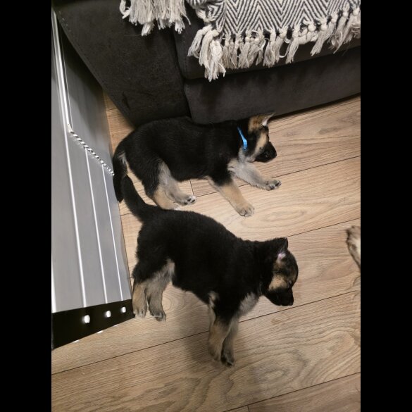 German Shepherd (Alsatian)