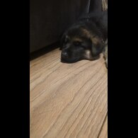 German Shepherd (Alsatian)