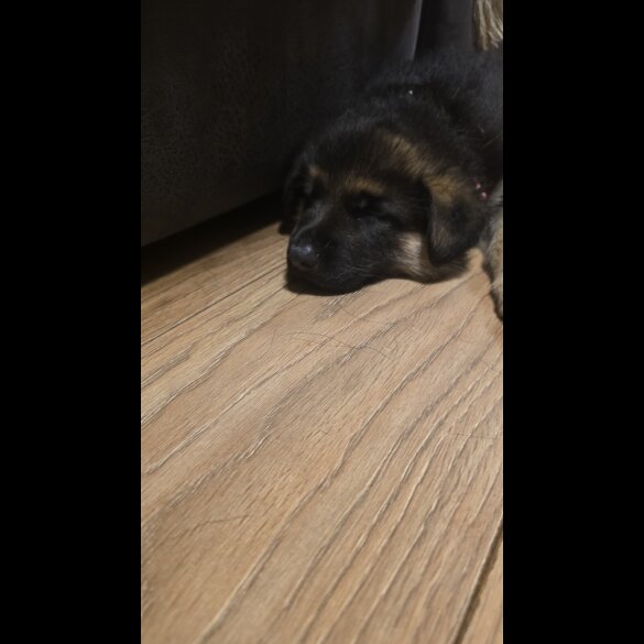 German Shepherd (Alsatian)