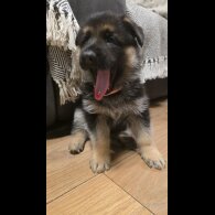 German Shepherd (Alsatian)