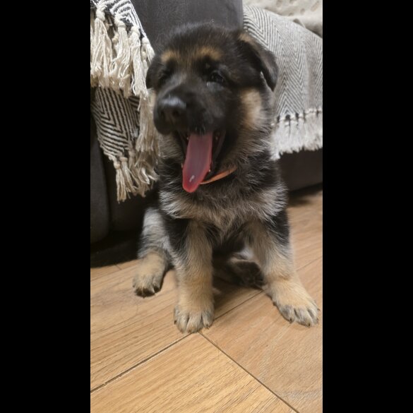 German Shepherd (Alsatian)