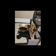 German Shepherd (Alsatian)