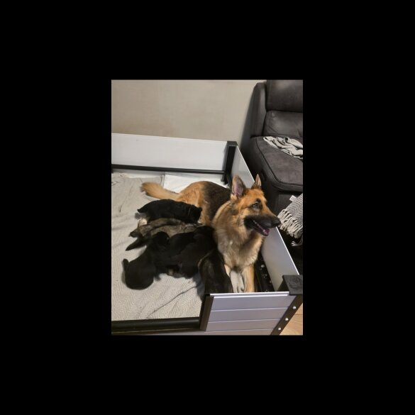 German Shepherd (Alsatian)