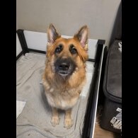 German Shepherd (Alsatian)