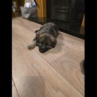 German Shepherd (Alsatian)