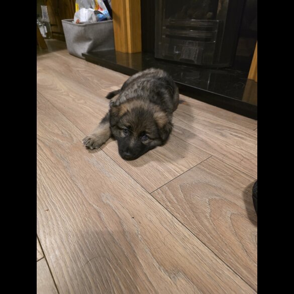 German Shepherd (Alsatian)