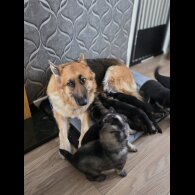 German Shepherd (Alsatian)