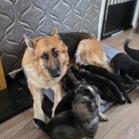 German Shepherd (Alsatian)